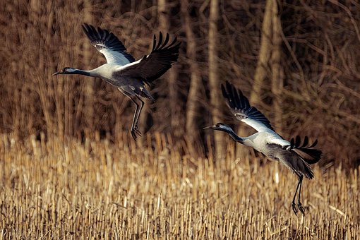 Kräne, Vögel, Tiere, Flug, Tierwelt
