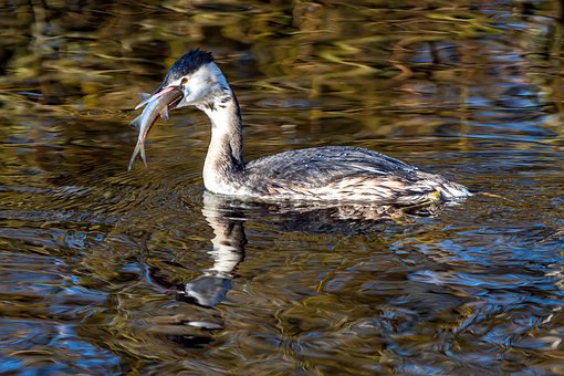 Haubentaucher, Vogel, Tier, Wasservogel