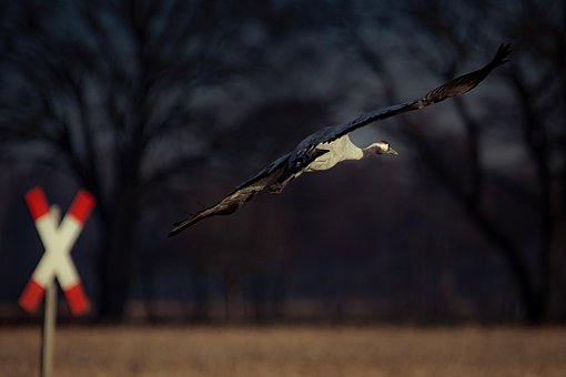 Kran, Vogel, Tier, Flug, Tierwelt