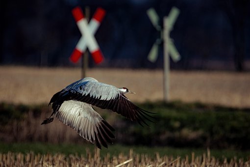 Kran, Vogel, Tier, Flug, Tierwelt