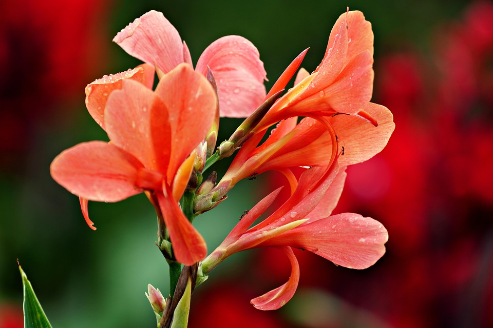 花 カンナ 植物学 Pixabayの無料写真