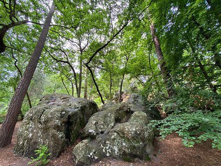 Floresta, Natureza, Arvores