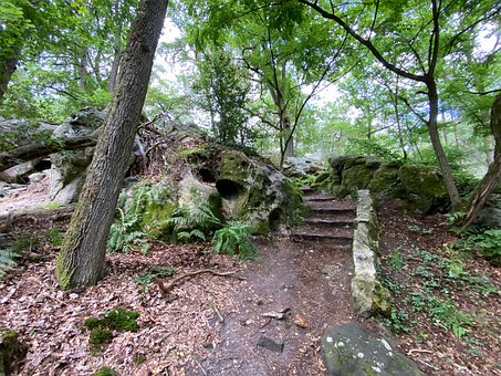 Caminho, Floresta, Natureza