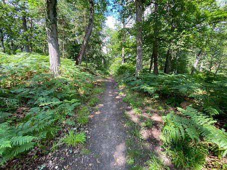 Caminho, Floresta