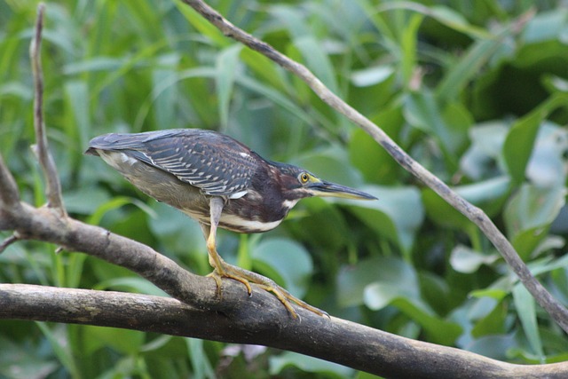 Free Striated Heron Bird photo and picture