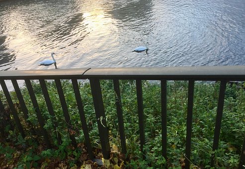 Swan, Dois Cisnes, Água, Cerca