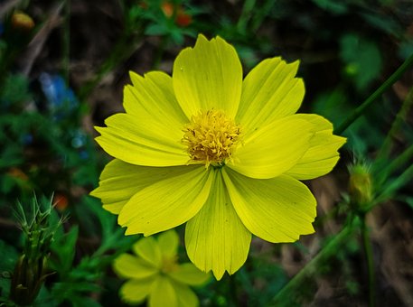 Kosmos, Blume, Gelbe Blume