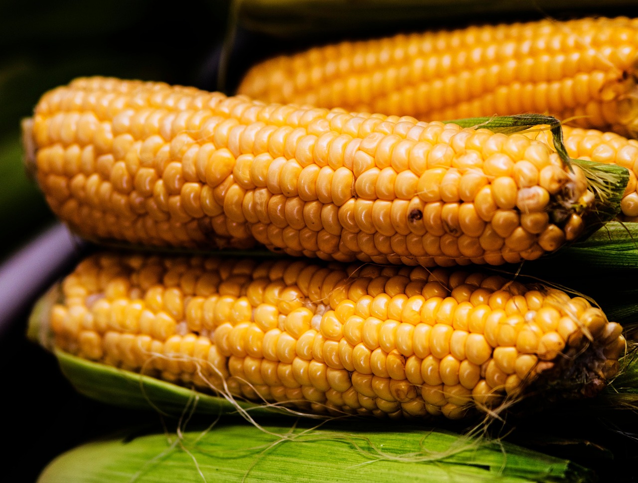 Corn Grain Food Free photo on Pixabay Pixabay