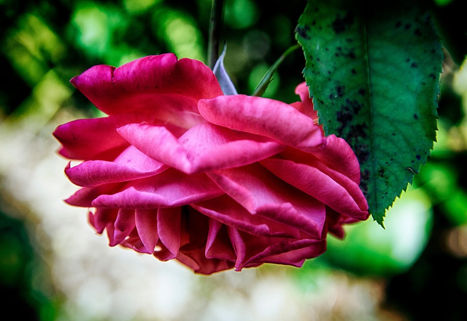 Fleur Roe Rose Fleur Pétales - Photo gratuite sur Pixabay - Pixabay