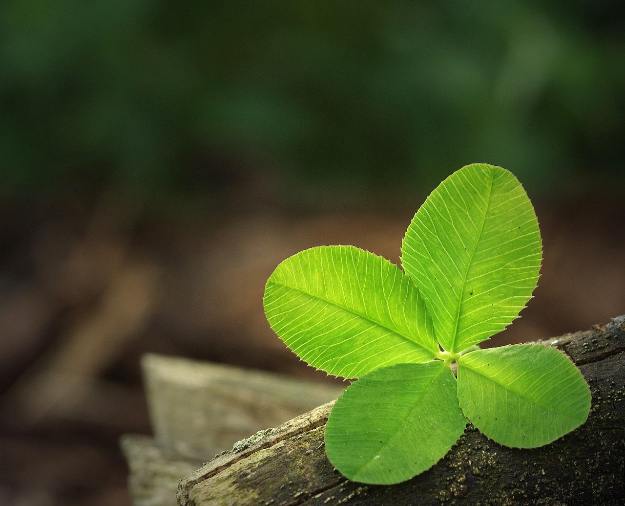 100 000 Free Four Leaves Clover Clover Images Pixabay 100 000 Free Four Leaves Clover Clover Images Pixabay