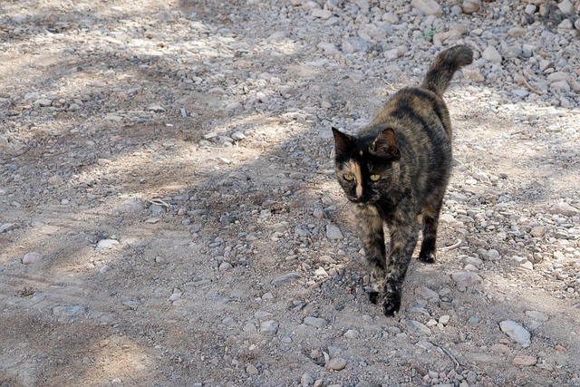 Gata, Tricolor, Carey, Embarazada, Campo