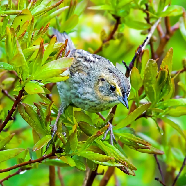 Free Bird Nelson'S Sparrow photo and picture