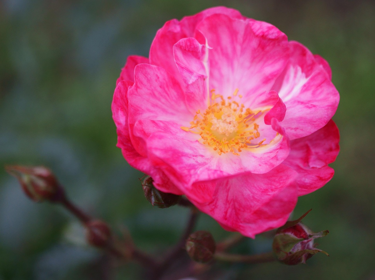 Flower French Rose Bloom Free photo on Pixabay Pixabay