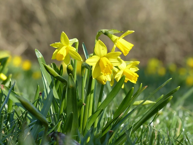 Free Daffodils Easter Bell photo and picture