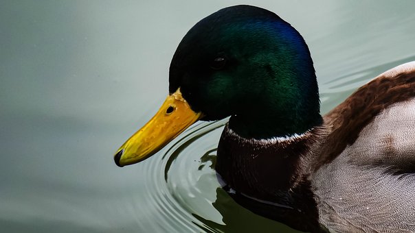 Vogel, Ente, Vogelkunde, Spezies, Fauna
