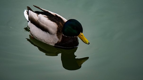 Vogel, Ente, Vogelkunde, Spezies, Fauna