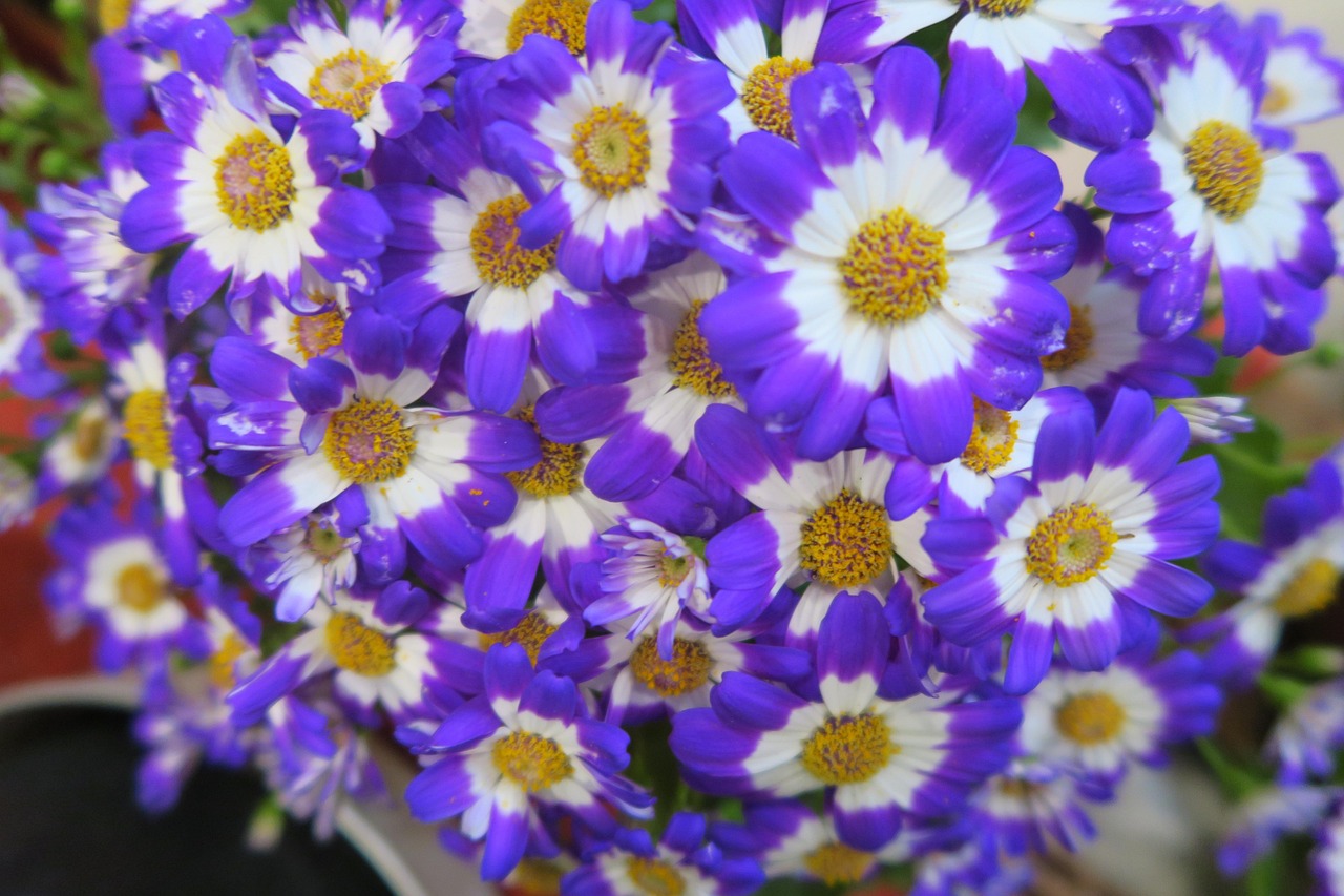 Flowers Color Purple - Free photo on Pixabay - Pixabay