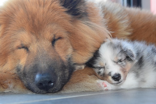 Free Animals Dogs photo and picture