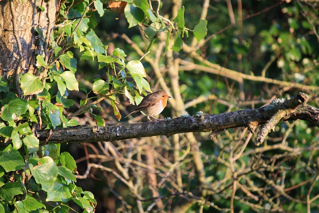 Buru Robi Burung Robin Ilmu - Foto gratis di Pixabay - Pixabay