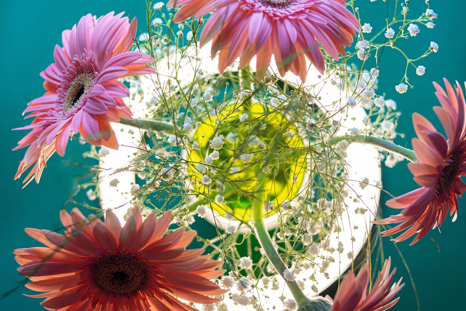 德兰士瓦雏菊 非洲菊 粉红色的花朵 - Pixabay上的免费照片