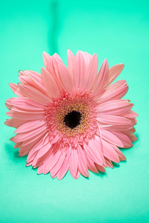 Transvaal菊花 非洲菊 粉红色的花 - Pixabay上的免费照片 - Pixabay
