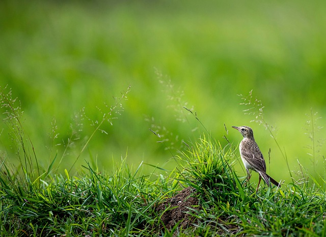 Free Beak Bird photo and picture