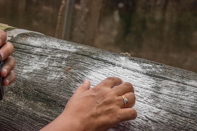 Free Tree Tree Bark photo and picture
