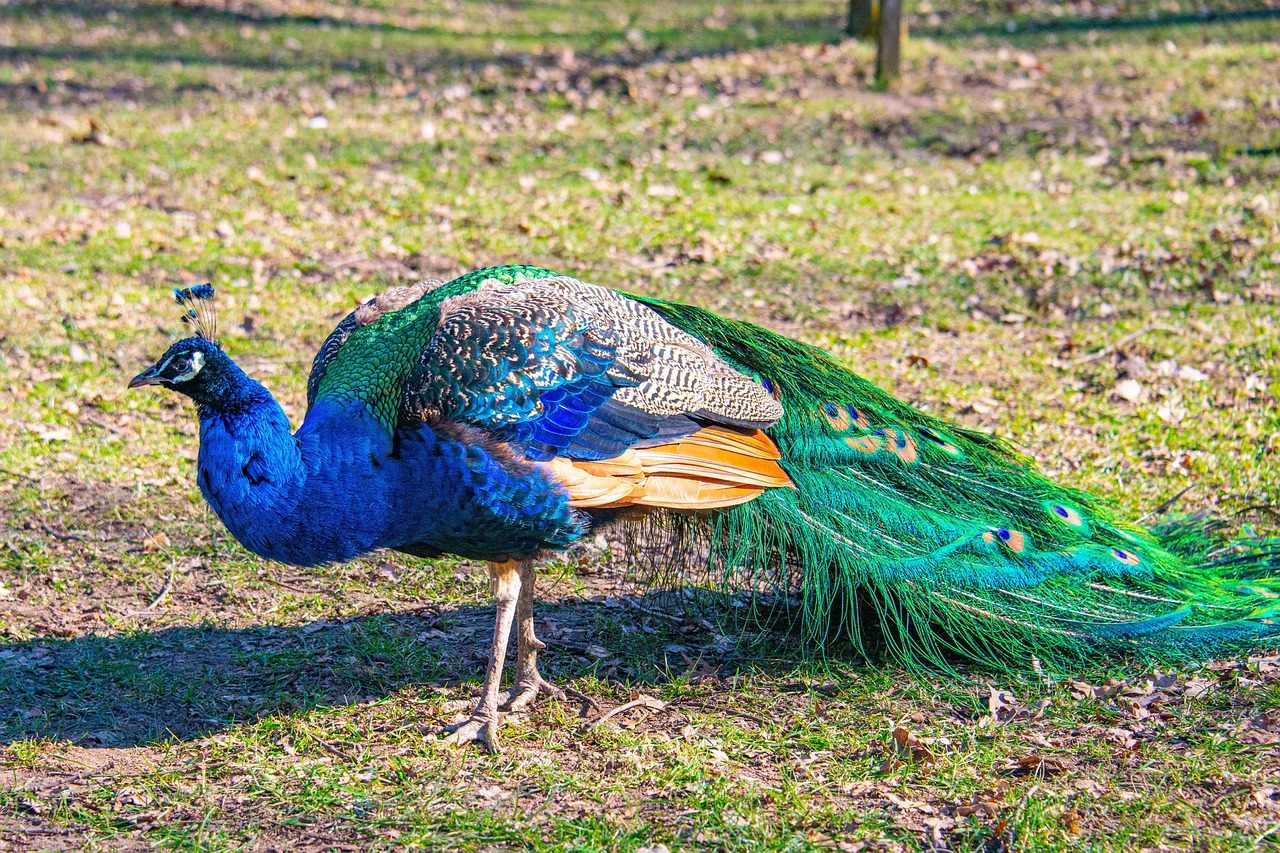 https://cdn.pixabay.com/photo/2022/03/07/08/30/peacock-7053179_1280.jpg