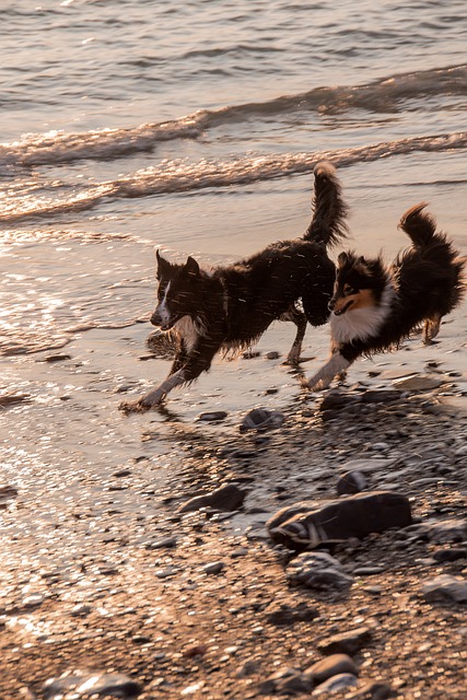 Free Dogs Beach photo and picture