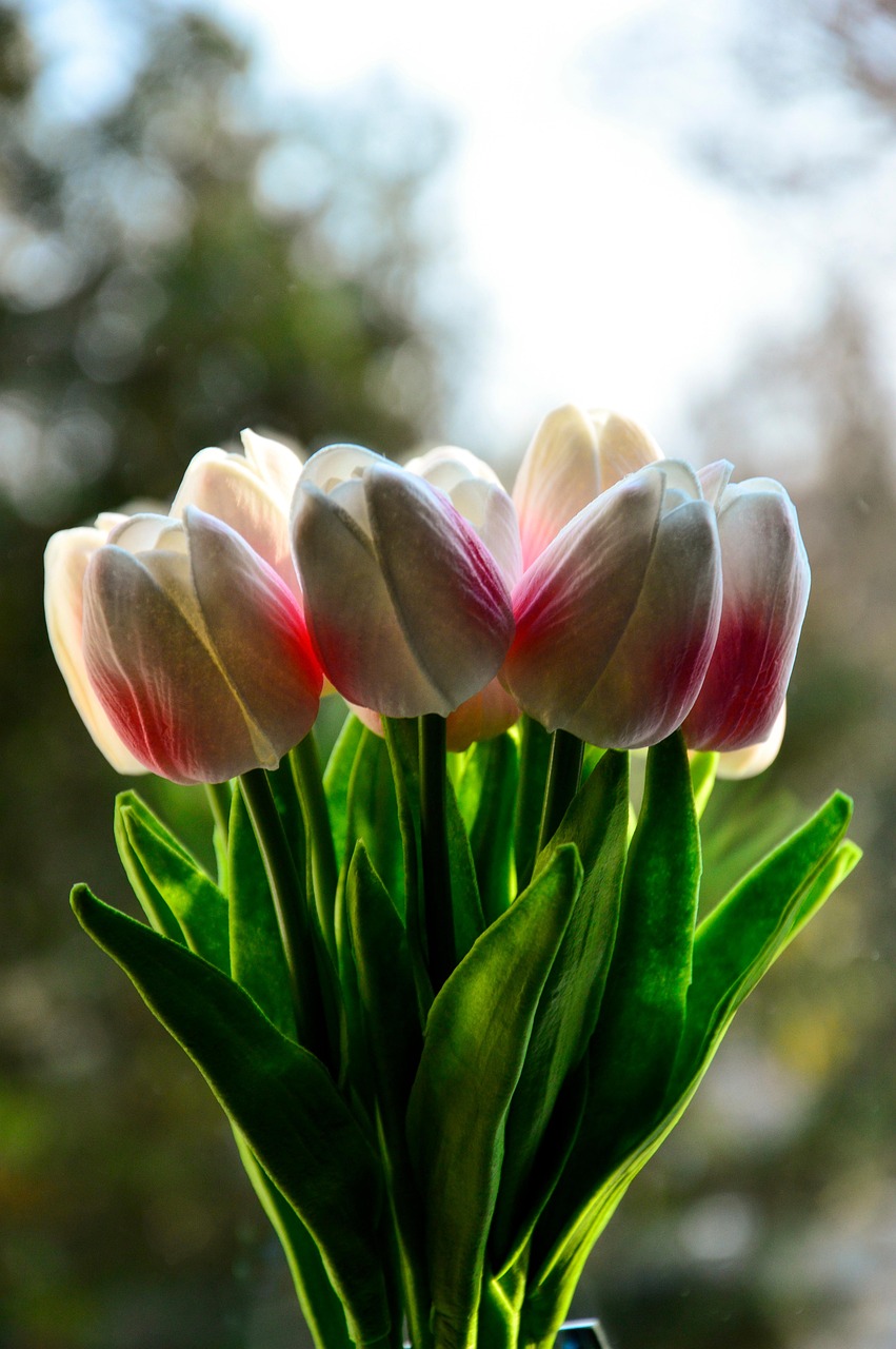 Tulips Flowers Bloom Free photo on Pixabay