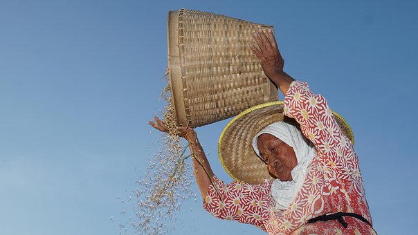 Gård, Landmand, Petaniindonesia