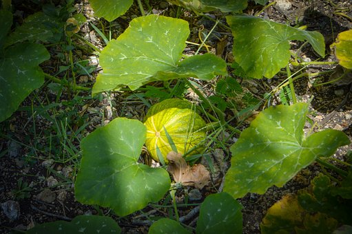 Free Farm Agriculture photo and picture