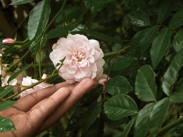 Free Nature Green photo and picture
