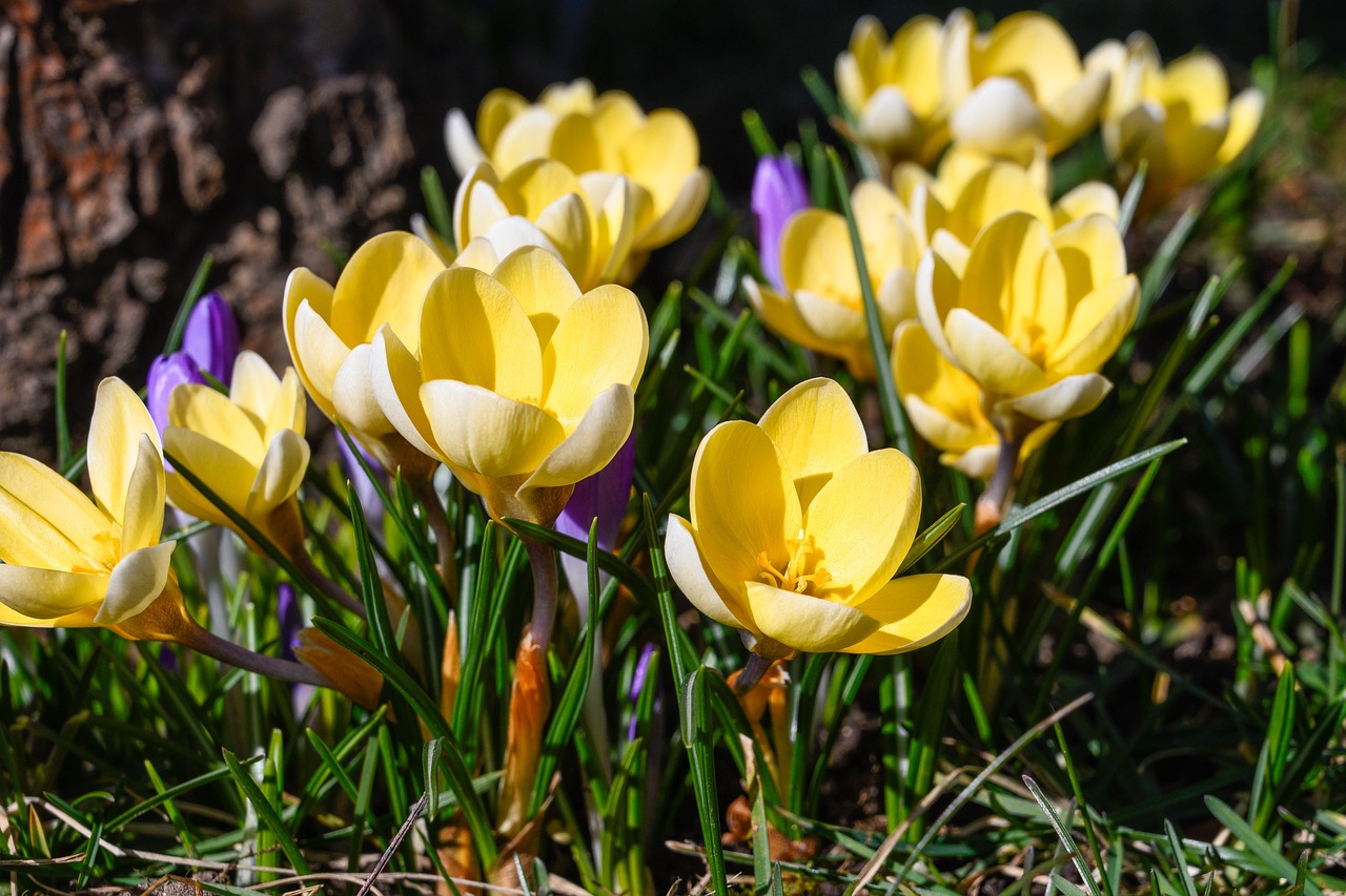 https://cdn.pixabay.com/photo/2022/03/07/20/12/crocuses-7054429_1280.jpg