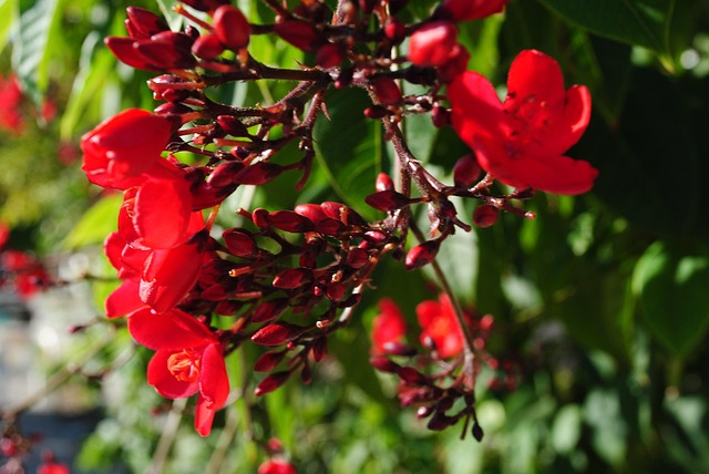 Peregrina Flores Planta Foto gratis en Pixabay Pixabay