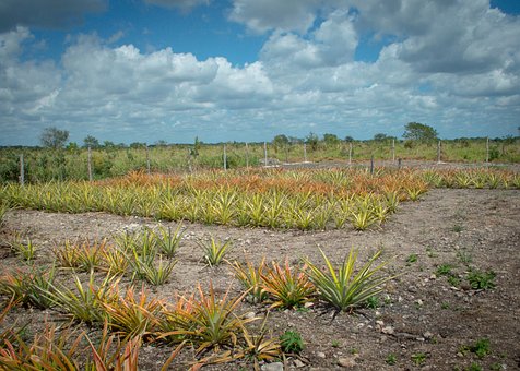 Free Landscape Nature photo and picture