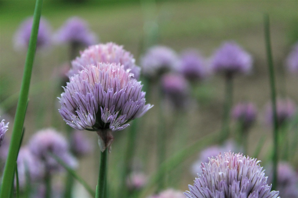 Chives Flowers Bloom Free photo on Pixabay