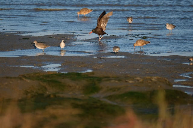 Free Shorebirds Birds photo and picture