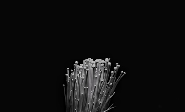 Free Vegetable Enoki Mushroom photo and picture