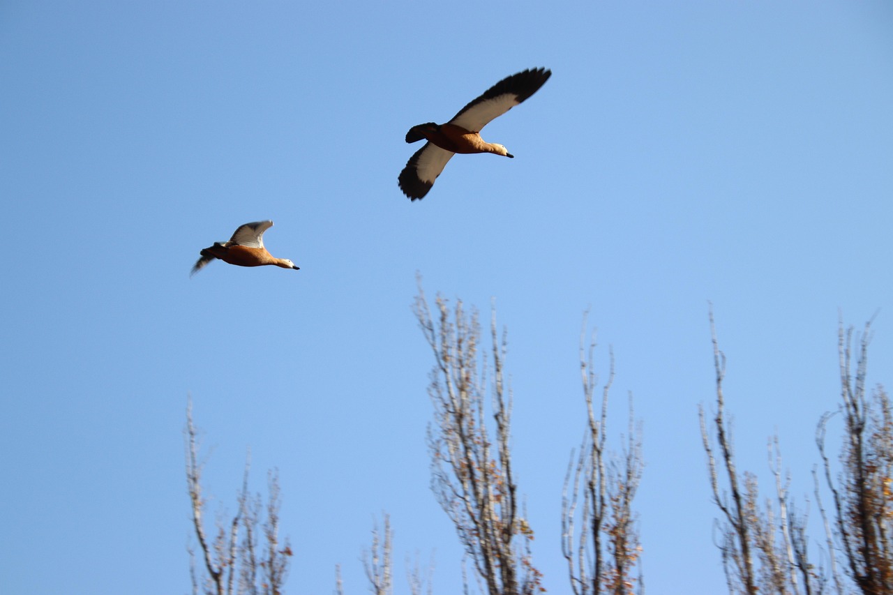 Birds Ducks Ornithology - Free photo on Pixabay - Pixabay