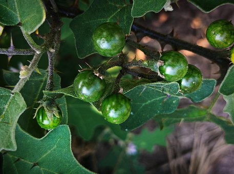 Soda-Apfel, Obst, Pflanze