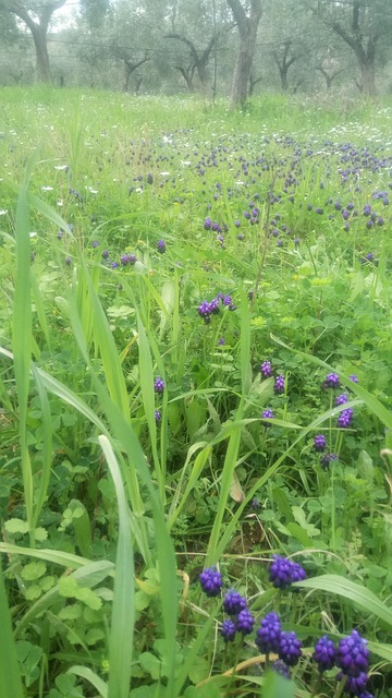 Free Meadow Landscape photo and picture