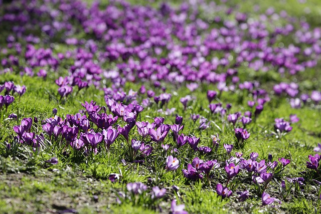 Blomster, Blomst Tapet, Krokus, Lilla
