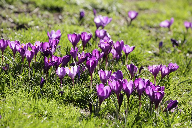 Blomster, Krokus, Blomst Baggrund, Lilla