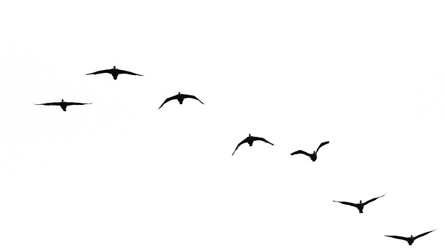Free Birds Migratory Birds photo and picture