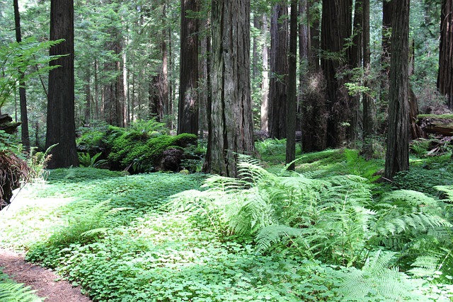 Free Forest Nature photo and picture
