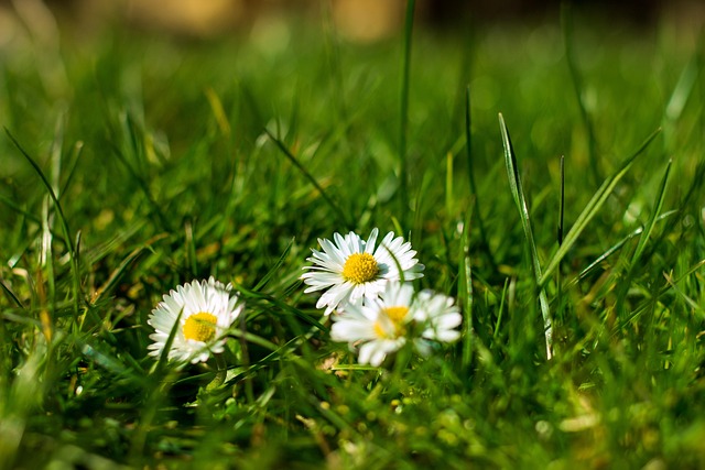 Free Flowers Nature photo and picture
