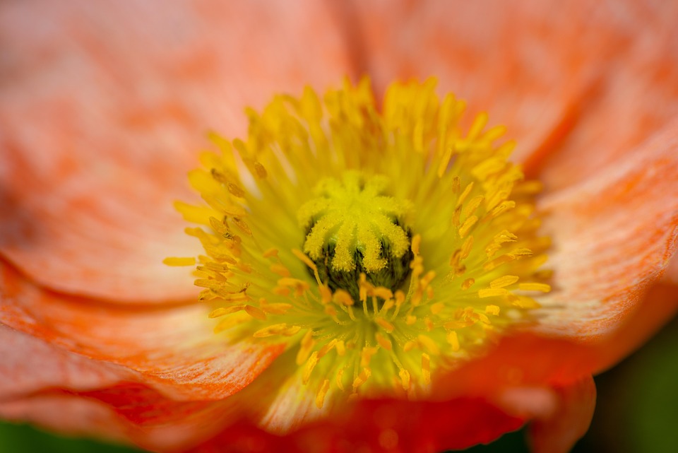 一般的なポピー 花 植物 Pixabayの無料写真