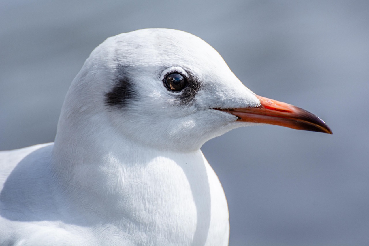 Seagull - free online jigsaw puzzle photo