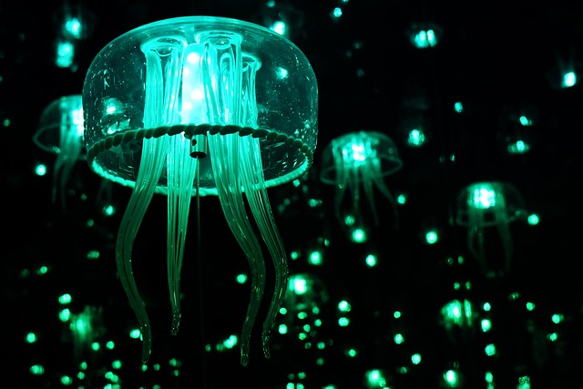 Free Jellyfish Color photo and picture